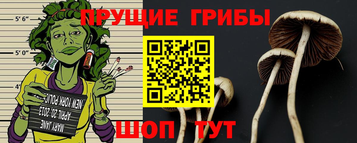 Балаково  наркота  Вход с VPN  Псилоцибиновые грибы GOLDEN TEACHER 